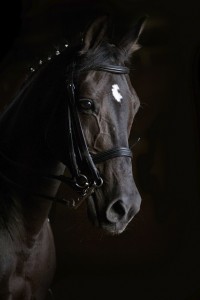 dressage horse