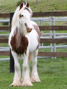 gypsy cob cindy